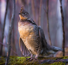 Grid ruffed grouse early 