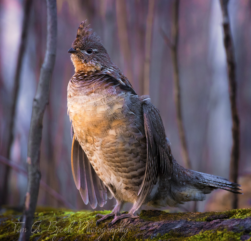 Ruffed Grouse, Northern Minnesota, United States of America