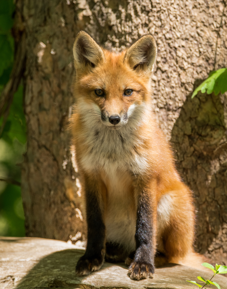 Red Fox, Marietta Ohio, United States of America