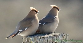 Grid waxwing bo5a