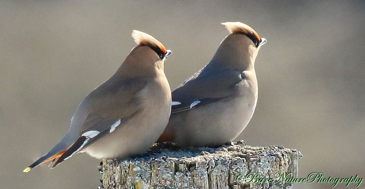 Bohemian Waxwing., Kawartha Lakes, Ontario, Canada