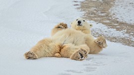 Grid polar bear 4
