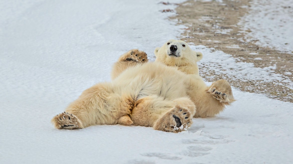 Polar Bear, Churchill , Canada