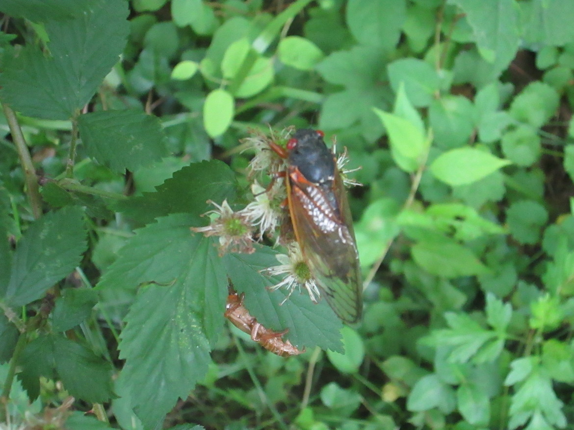 Cicada, Maryland, United States of America