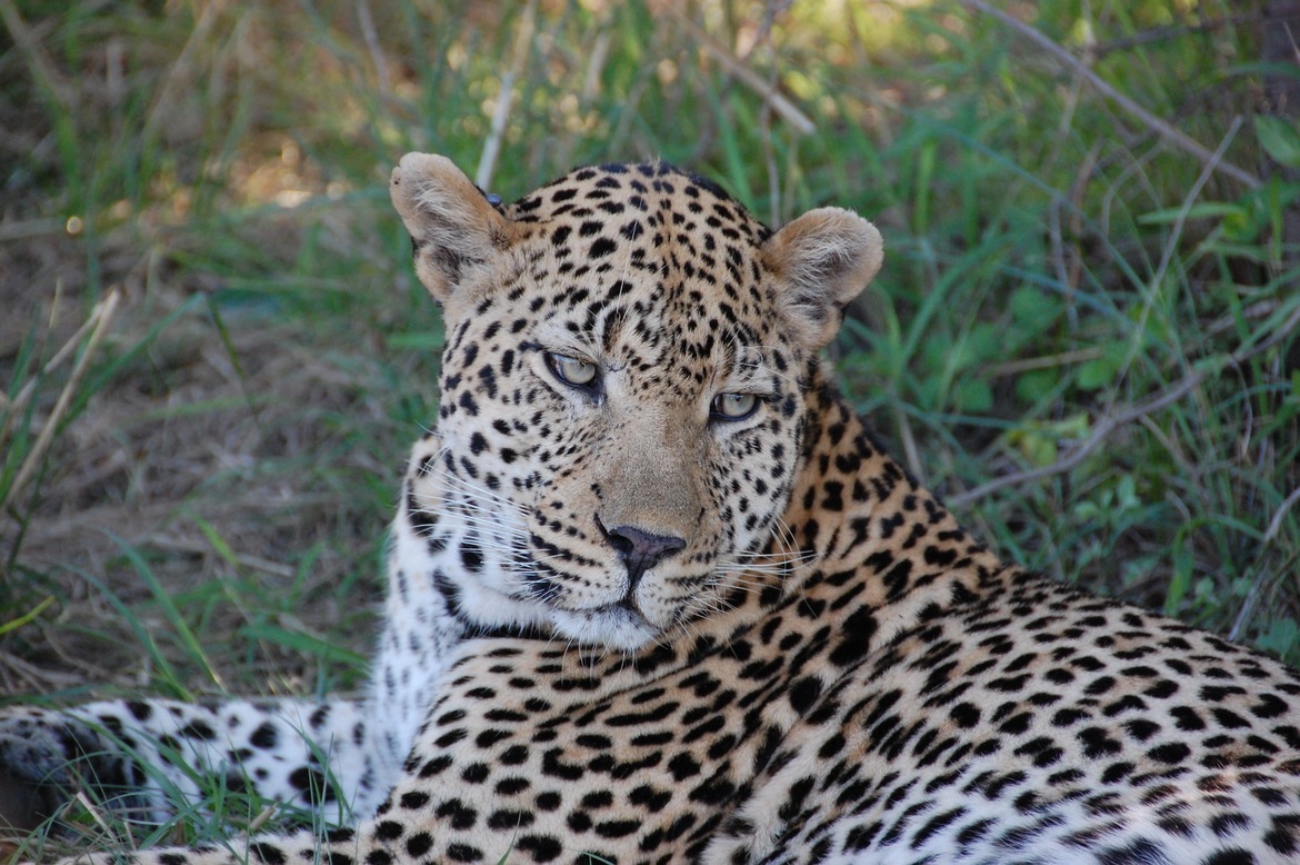 African Leopard, Ulusaba, Kruger National Park, South Africa
