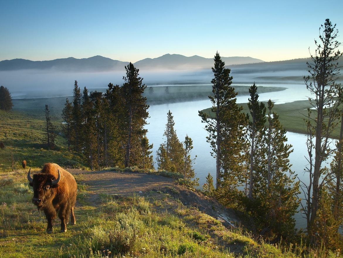 Buffalo, Yellowstone National Park, United States of America