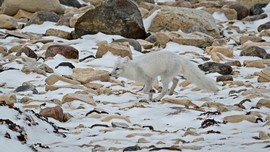 Grid artic fox 1