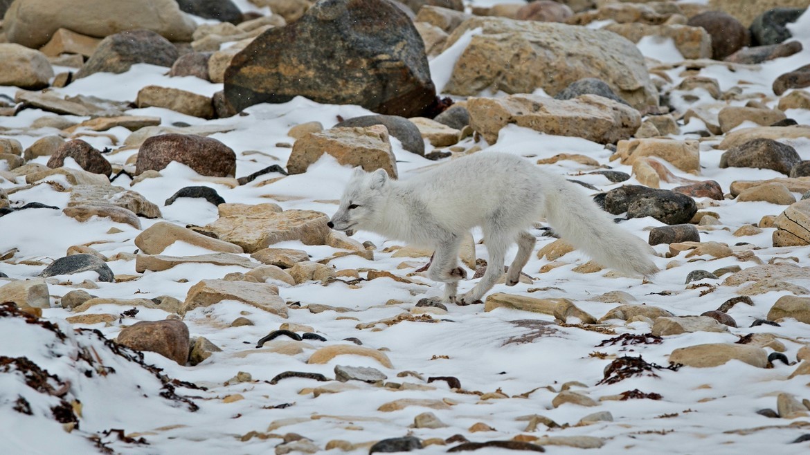 Arctic Fox, Churchill , Canada