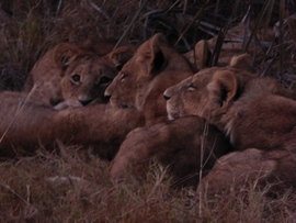 Grid group photo cubs
