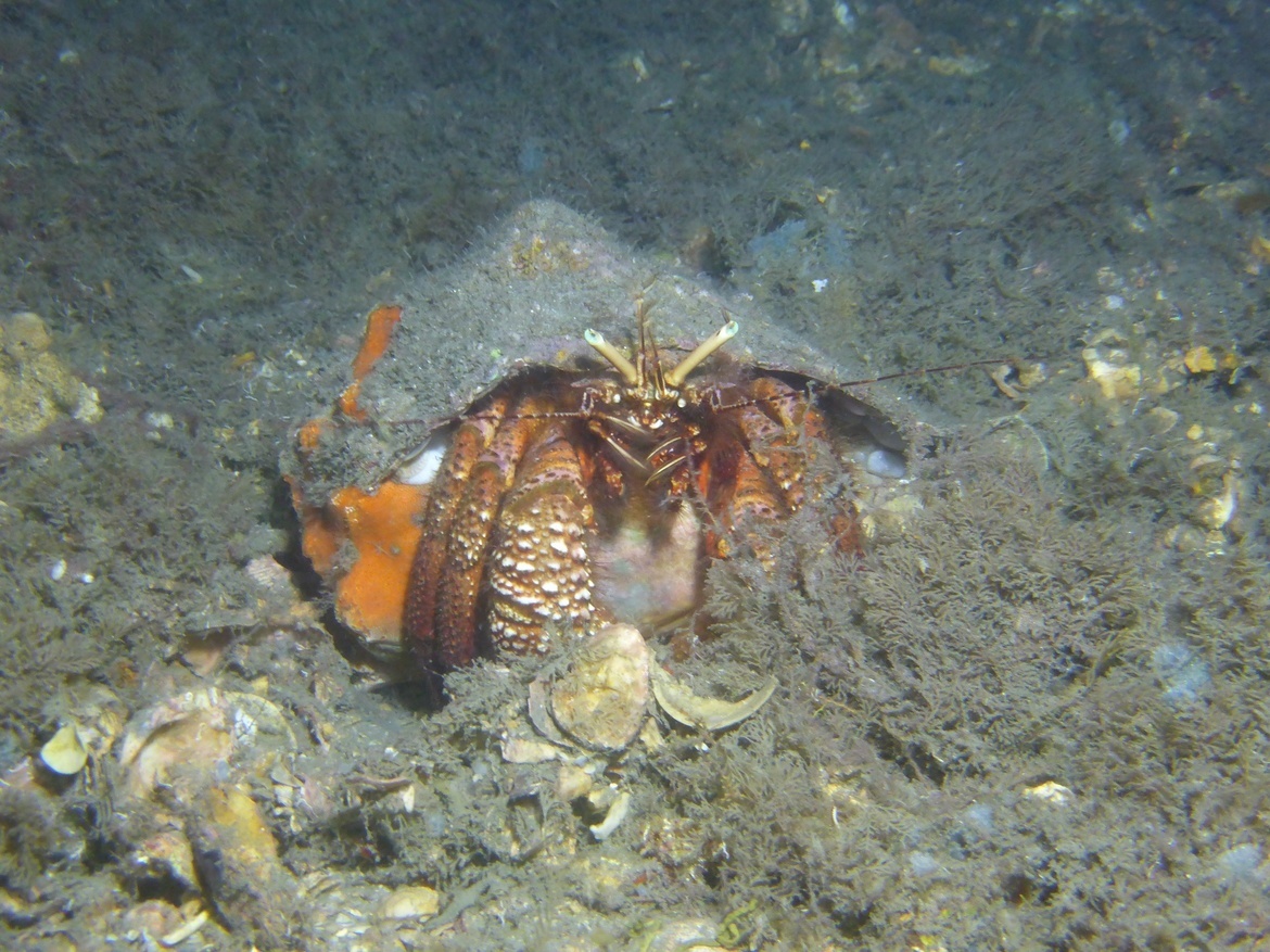 Hermit crab, West Palm Beach, Florida, United States of America