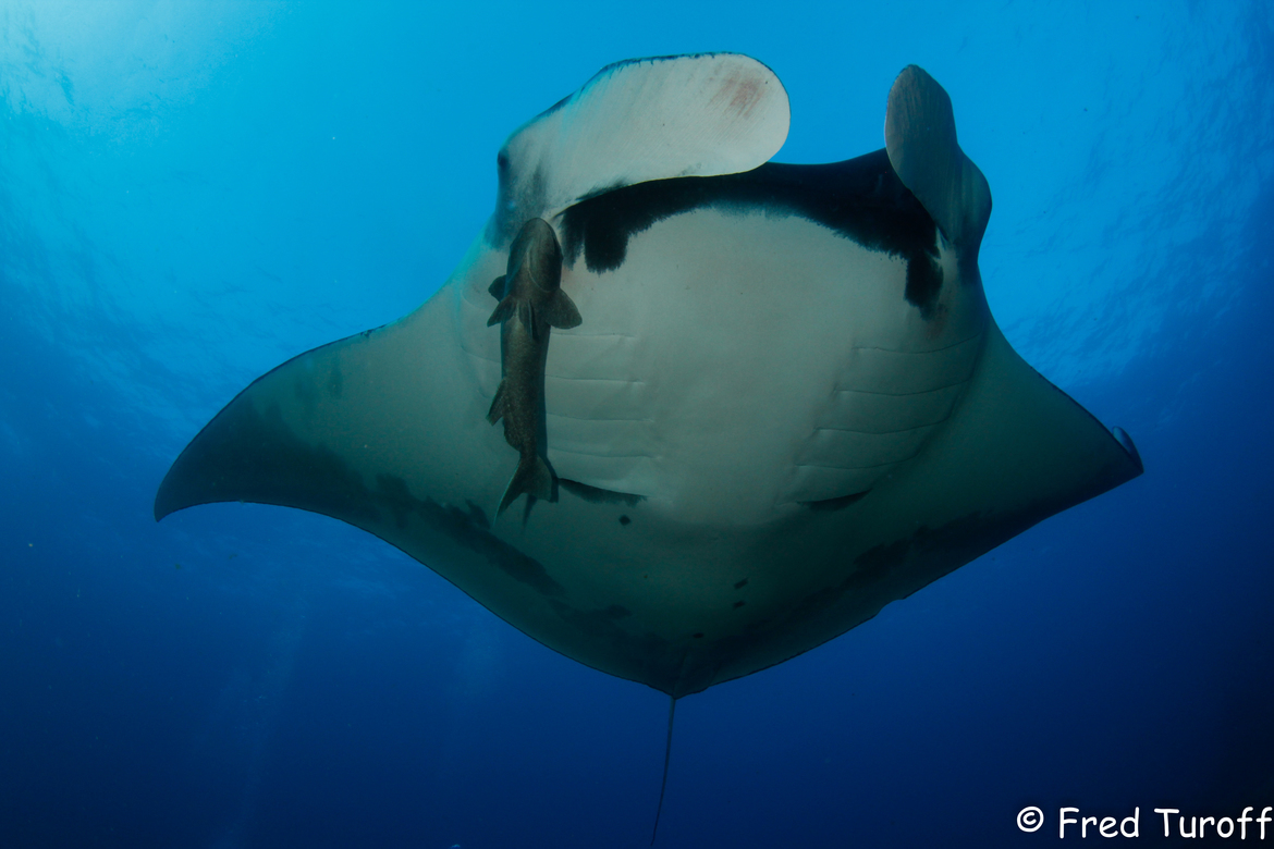 manta, San Benedicto Island, Mexico