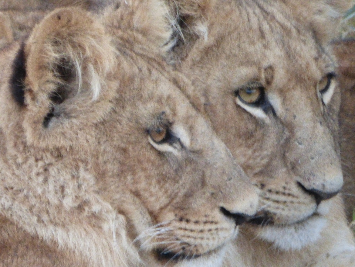 Lion, Kwetsani , Botswana