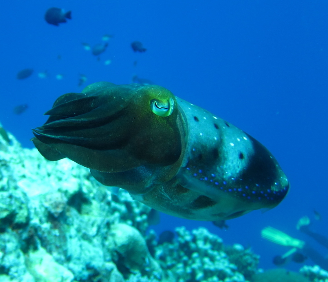 Cuttlefish, Kimbe Bay, Papua New Guinea