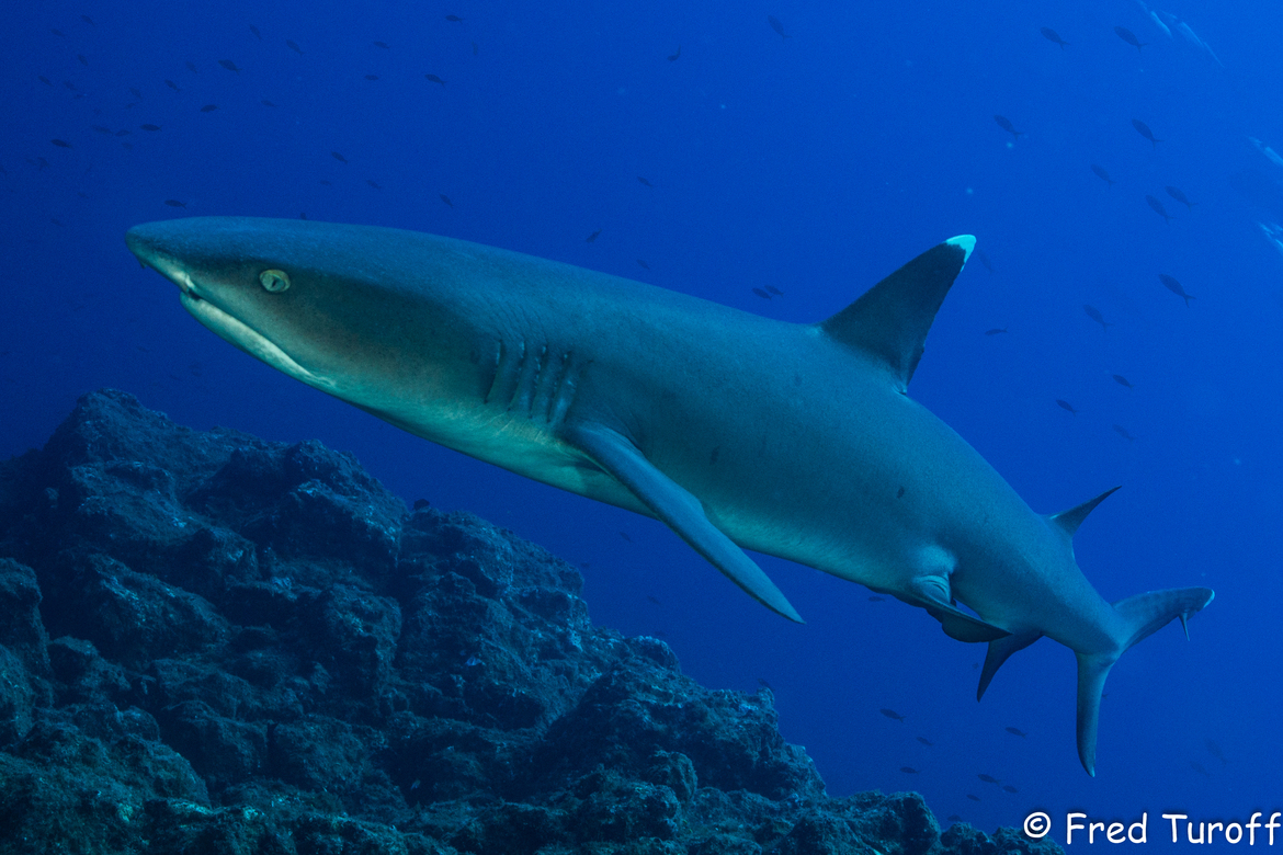 white tip shark, San Benedicto Island, Mexico