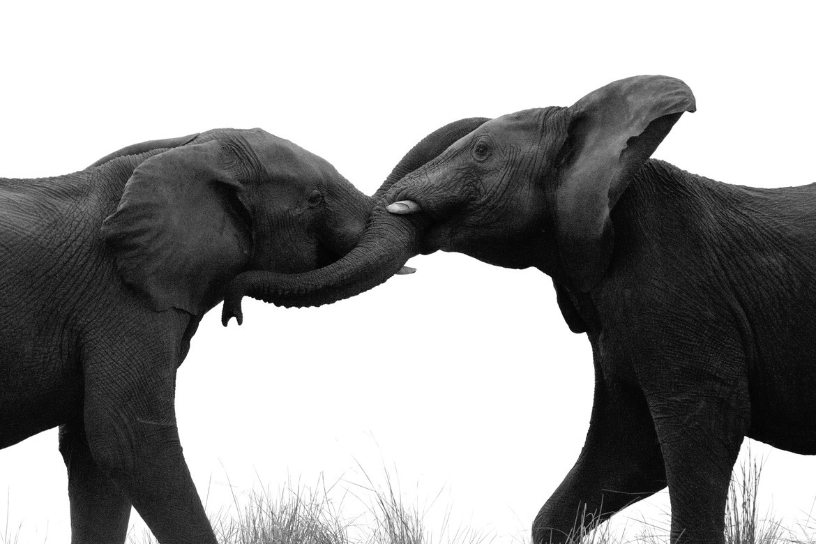 African Elephant, Chobe River, Botswana