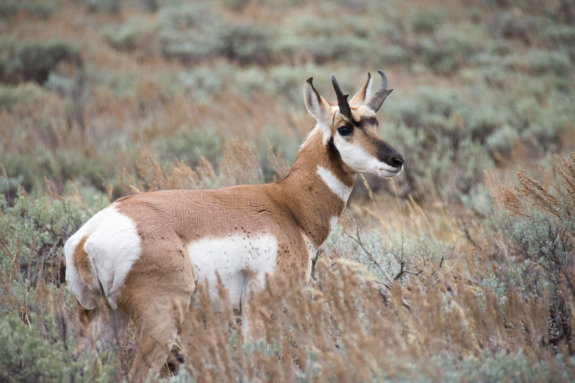 Pronghorn Antelope, Grand Teton National Park, United States of America