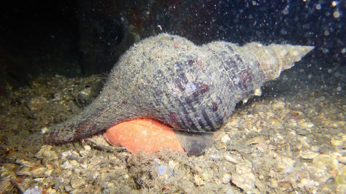 Conch, West Palm Beach, Florida, United States of America