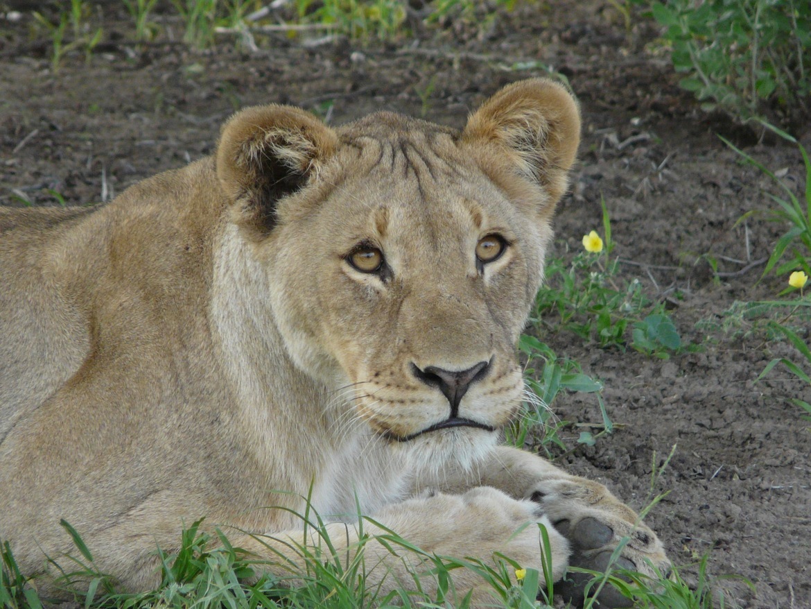 Lioness, Etoshia, Namibia