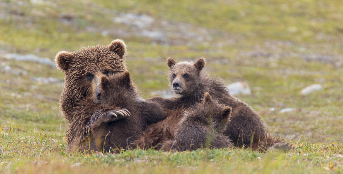 Alaskan Brown Bear, Katmai National Park and Preserve, AK, United States of America