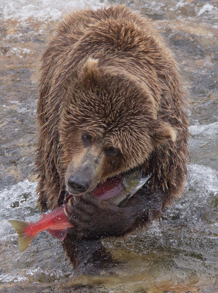 Alaskan Brown Bear, Katmai National Park and Preserve, AK, United States of America