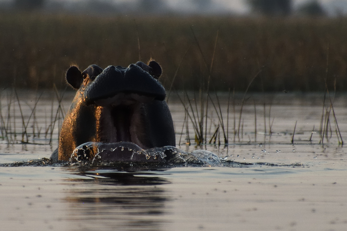 Hippopotamus, Okavango River delta, Botswana
