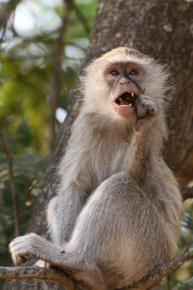 Monkey unknown species, Victoria Falls, Zimbabwe