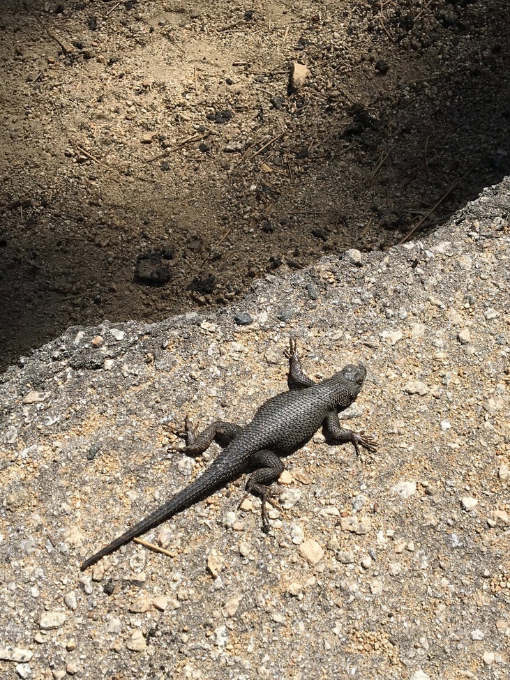 not sure, San Bernadino National Forest, Jenks Lake, United States of America