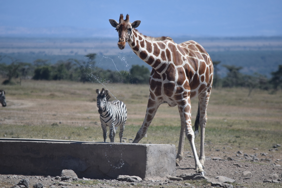 Giraffe, Ol Pejeta Conservency, Kenya