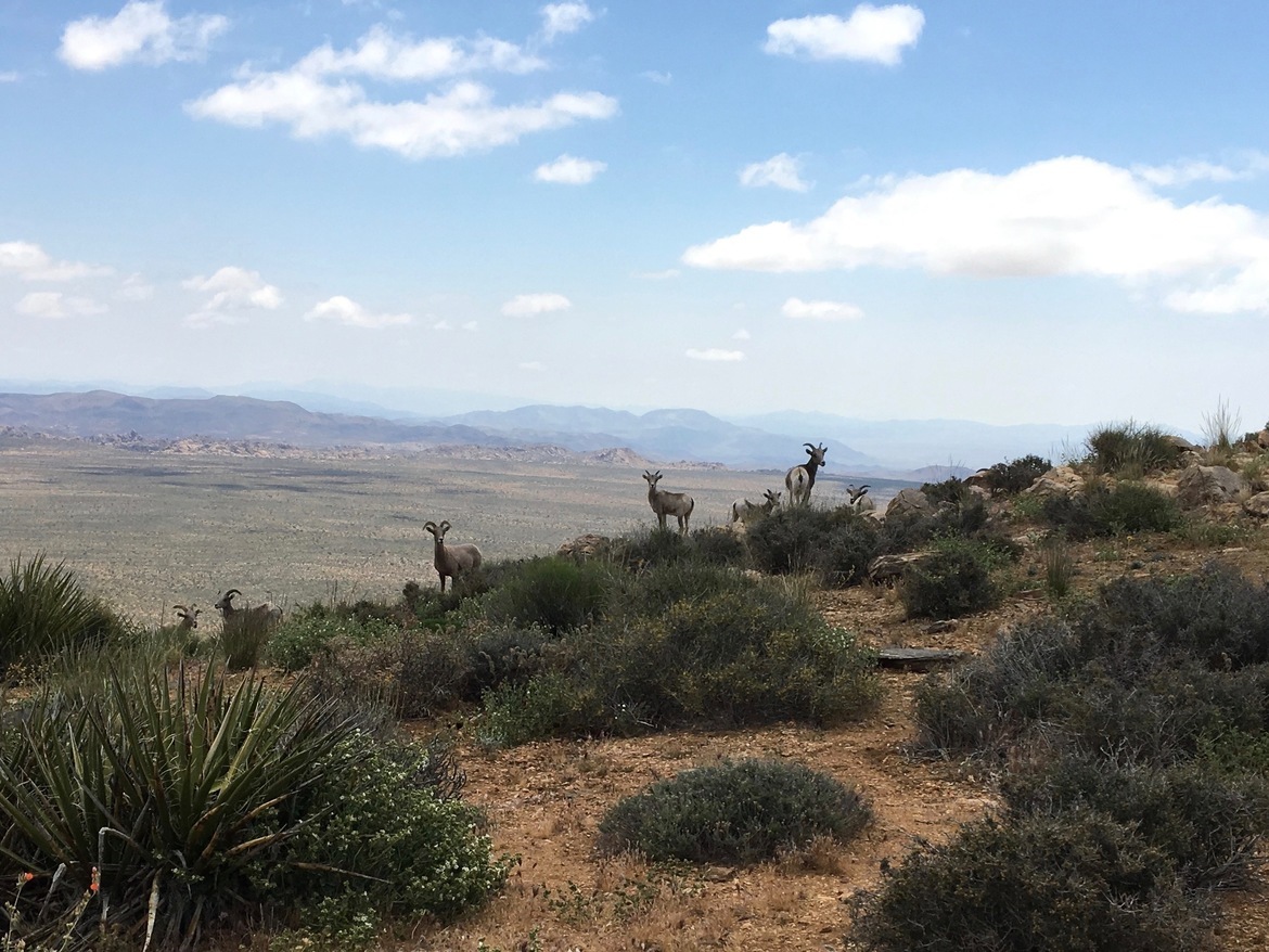 Big Horn Sheep, Joshua Tree, United States of America