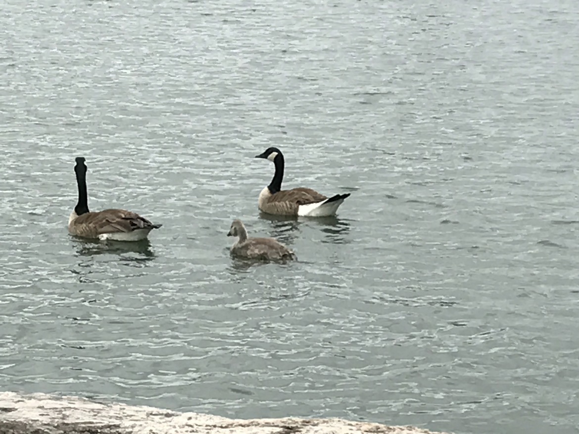 Canada geese, Jordan Creek Town Center lake, United States of America