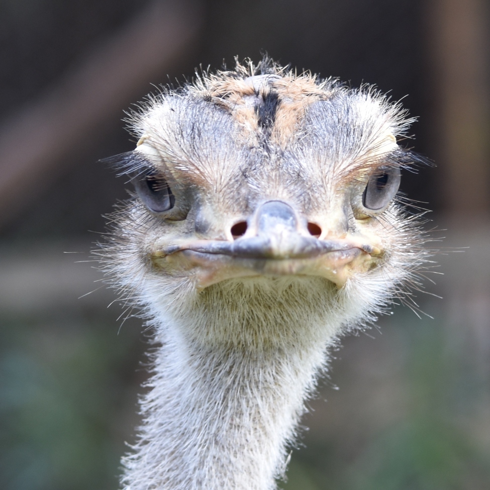 Ostrich, Mt Kenya Animal Orphange, Kenya
