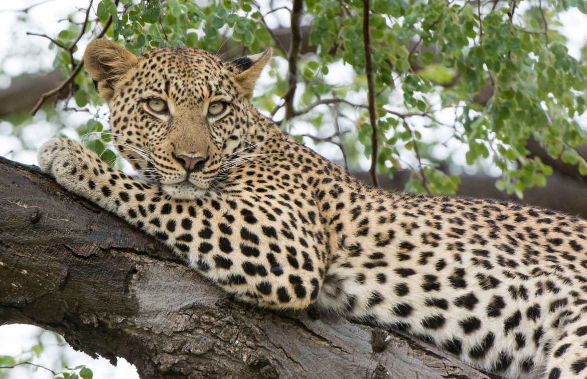Leopard, Chitabe Main Camp, Botswana