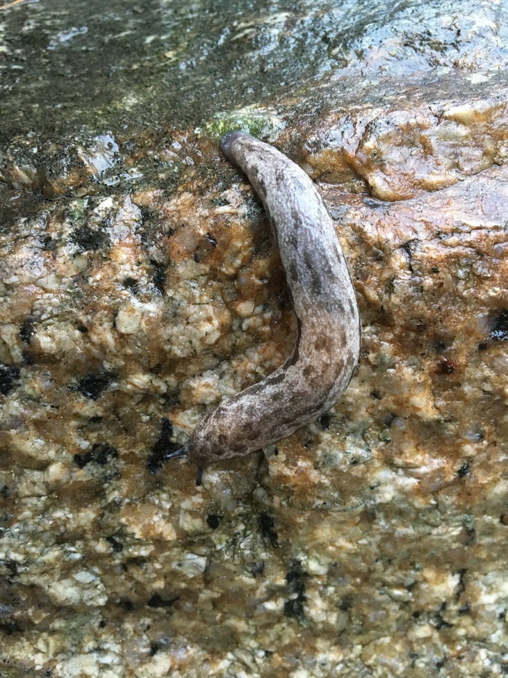 slug, my backyard Ashland MA, United States of America