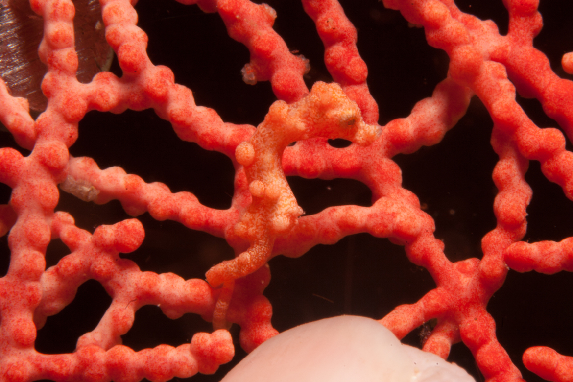 hippocampus denise pygmy seahorse, Raja Ampat, Indonesia