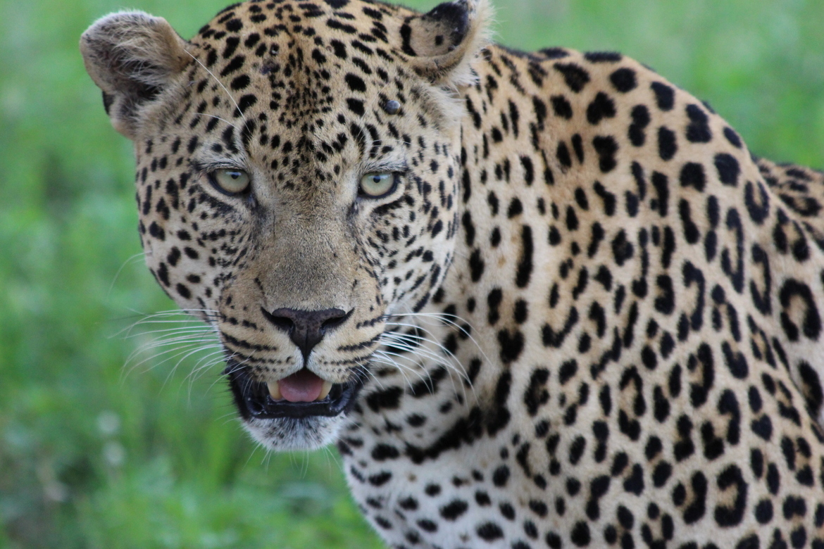 Leopard , Mala Mala , South Africa