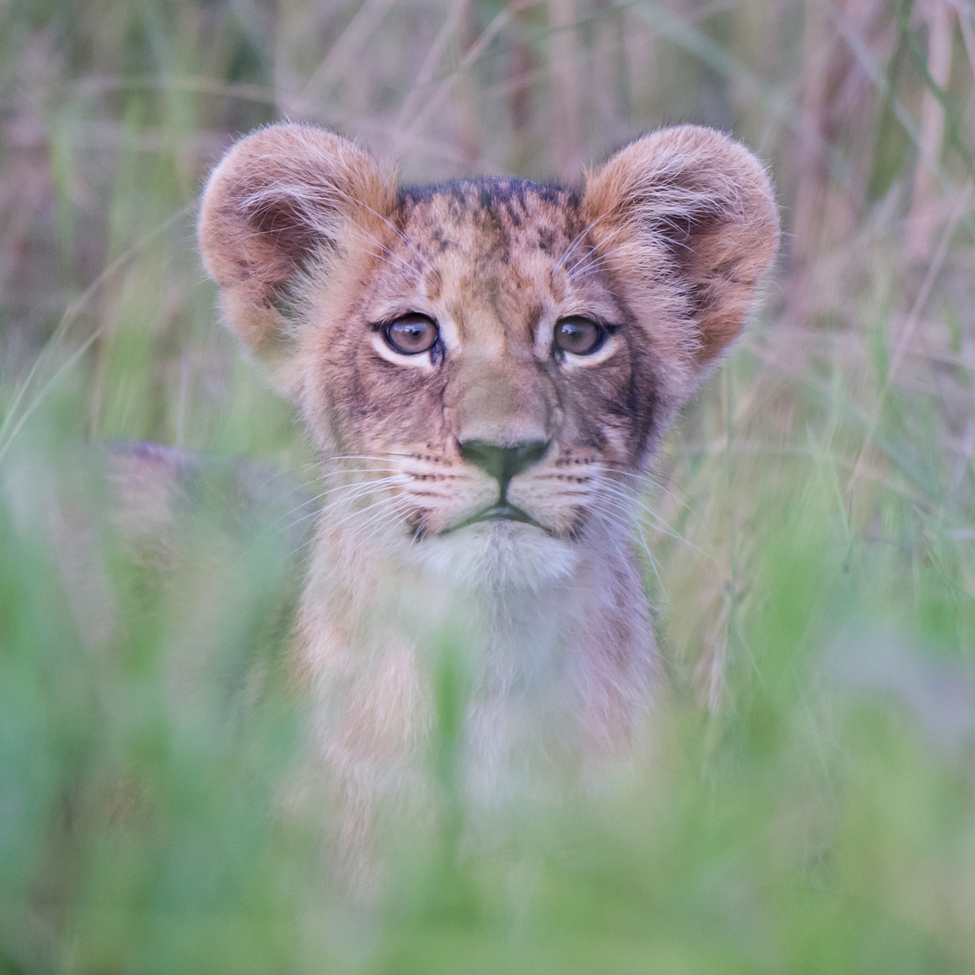 Lion cub, Chitabe Main Camp - Okavango Delta, Botswana