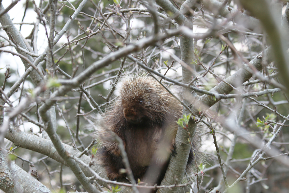 Porcupine , Cumberland County, Nova Scotia, Canada