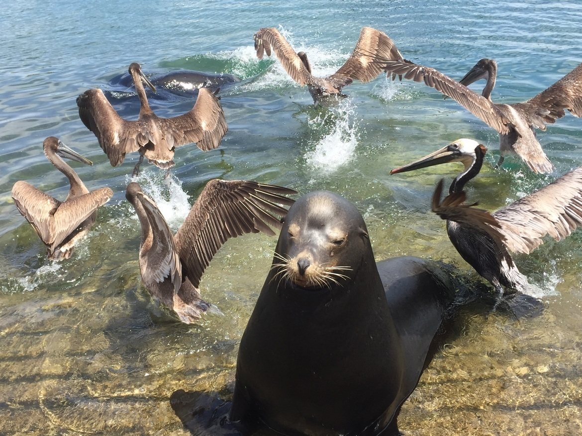 Seal,  Close to Cabo San Lucas. , Mexico