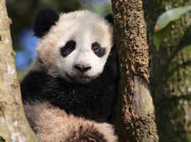 Grid cub in tree 2