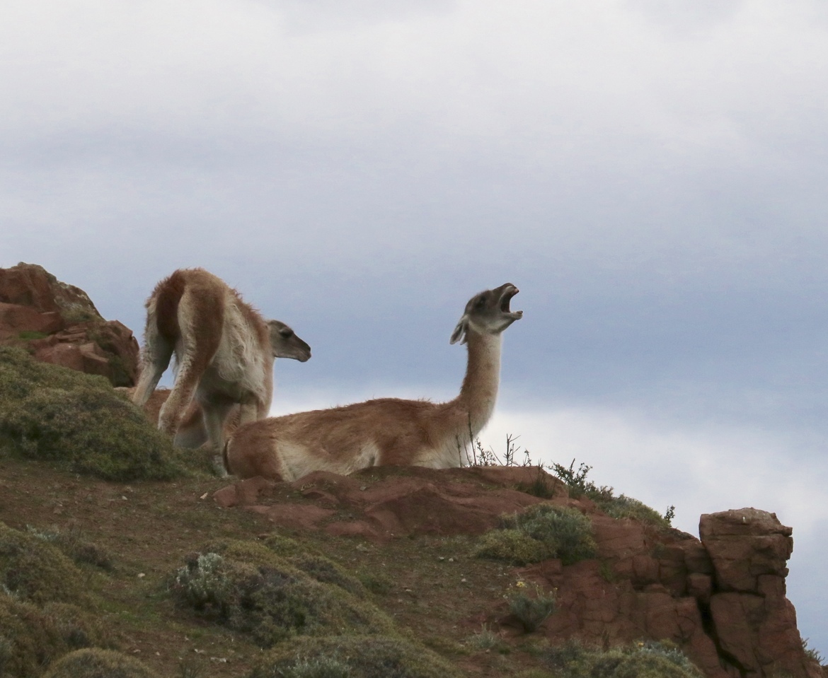 Lama guanicoe/Guanaco, Torres del Paine National Park, Chile