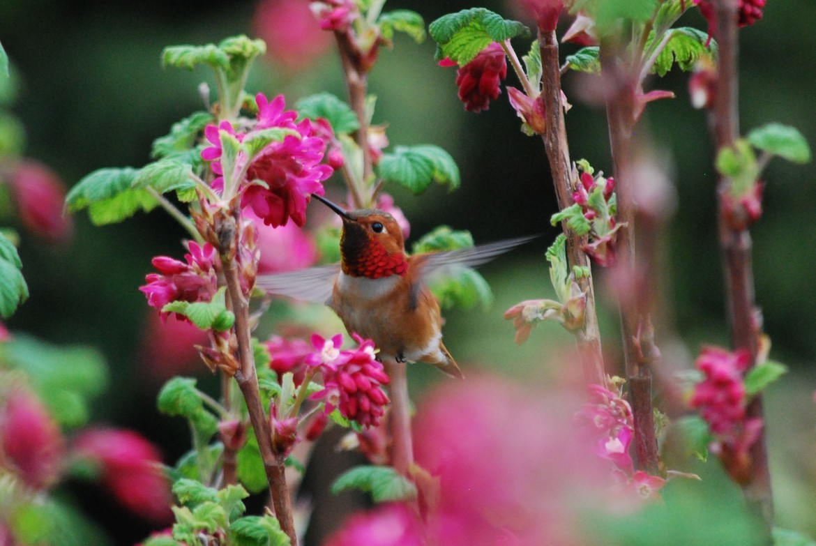 Rufous Hummingbird , Washington's Pacific Coast, United States of America