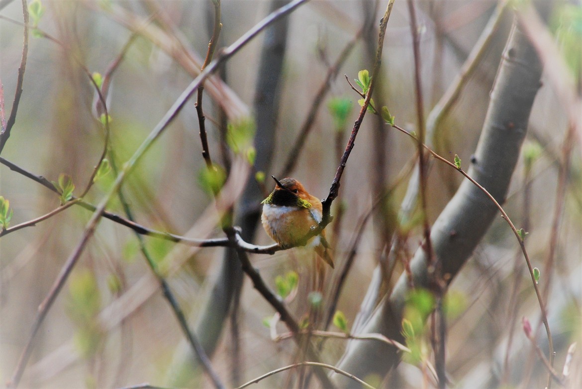 Rufous Hummingbird , Washington's Pacific Coast, United States of America