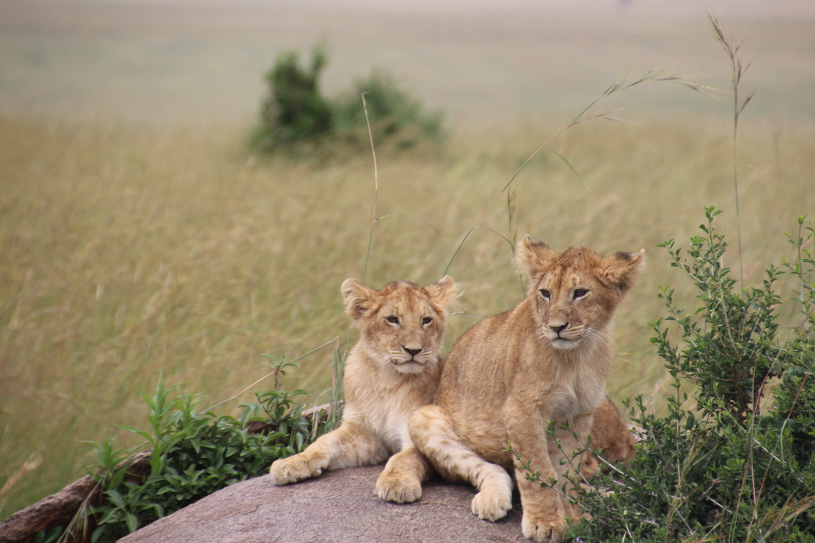 Lions, Masai Mara Reserve, Kenya