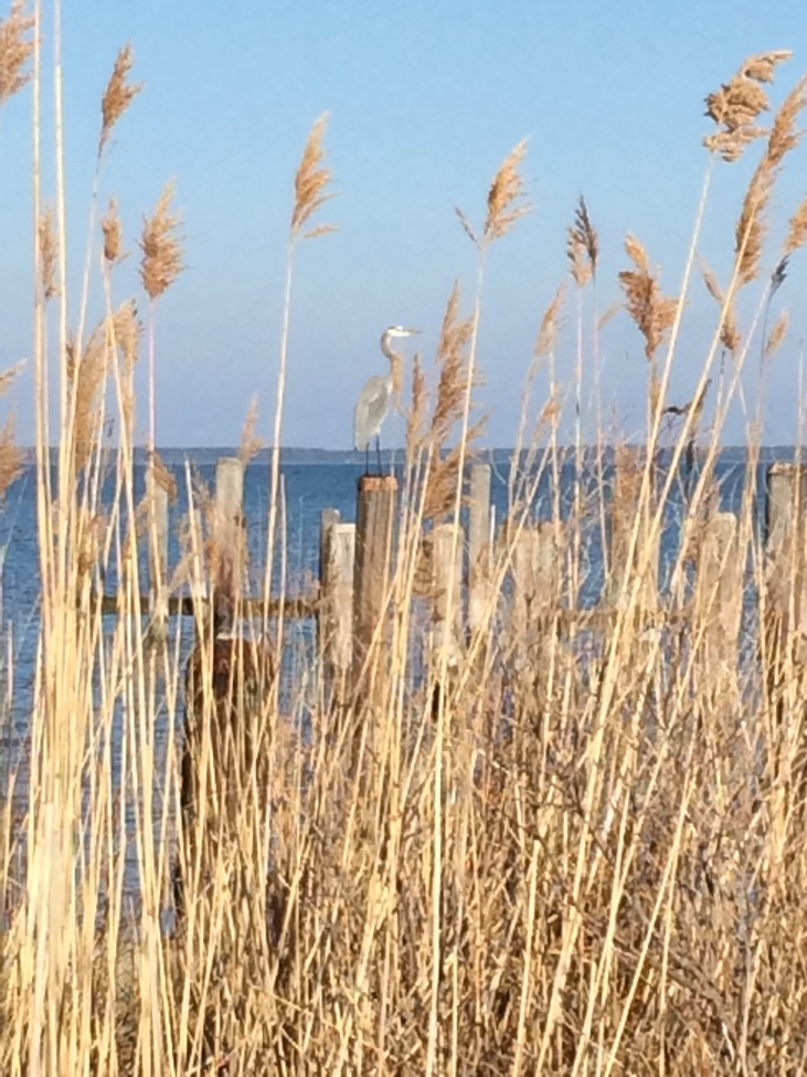 Heron, St. Michael's Island Maryland, United States of America