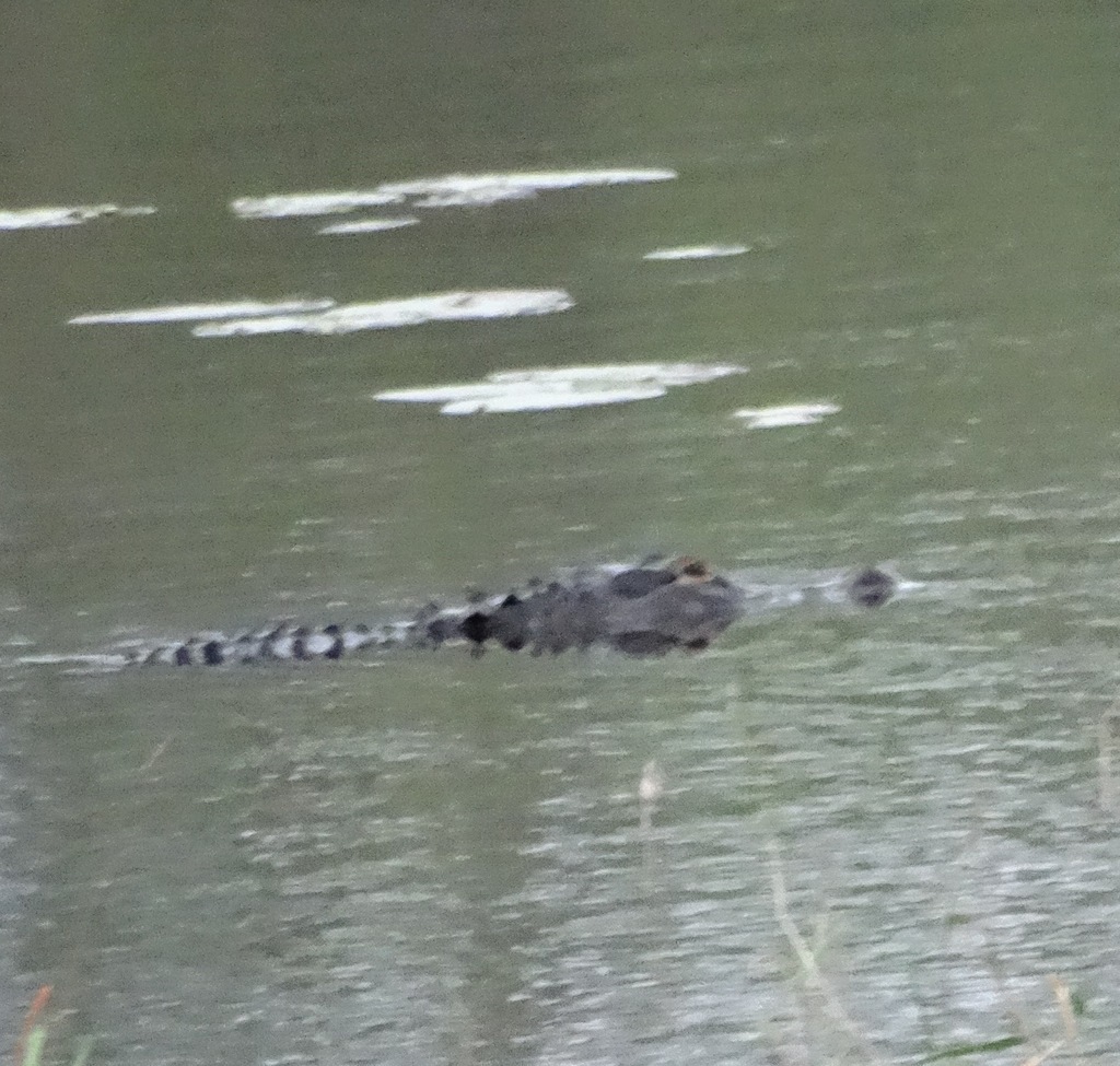 Alligator, Lake Consuelo, Floral City, Florida, United States of America