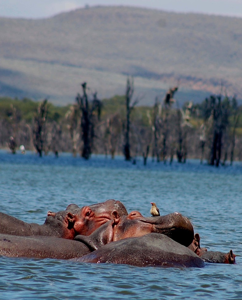 Hippo, Savanna, Kenya