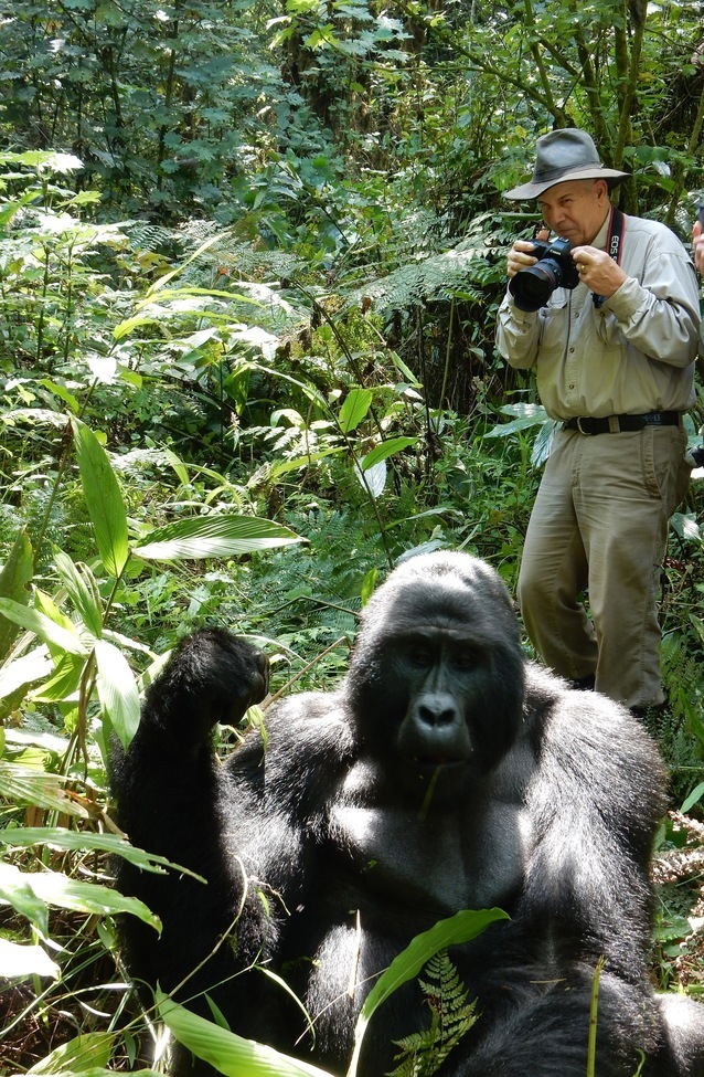 Silver Back Gorilaa, Bwindi Nat'l Park, Uganda