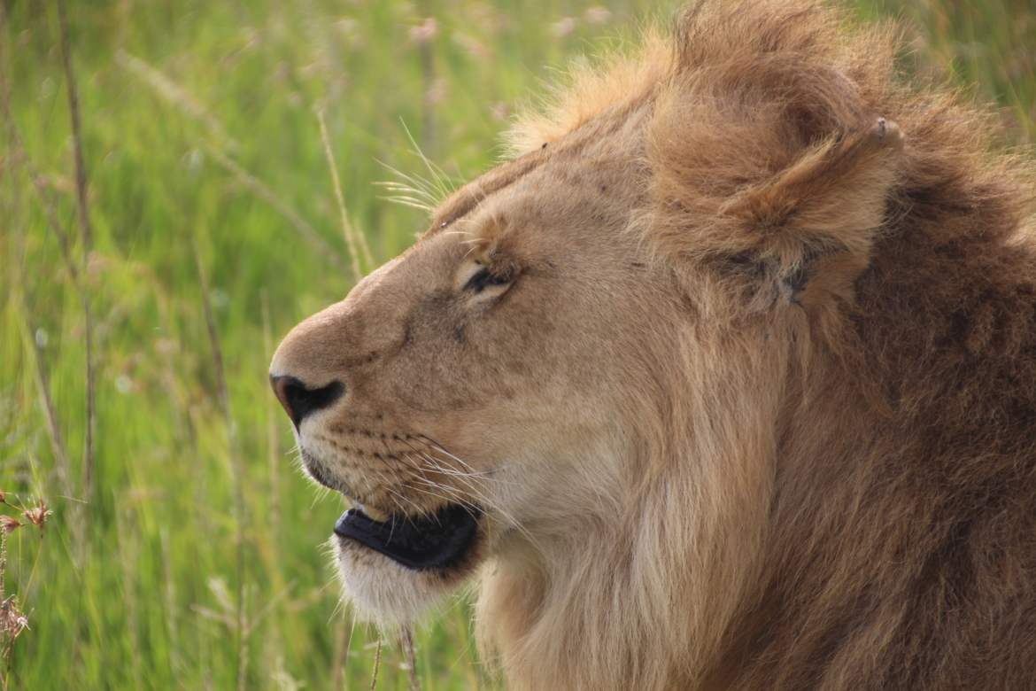 Lions, Masai Mara Reserve, Kenya