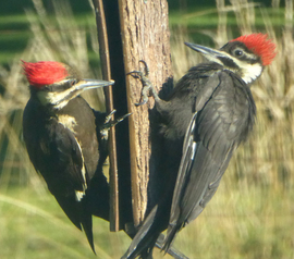 Grid pileated woodpeckers