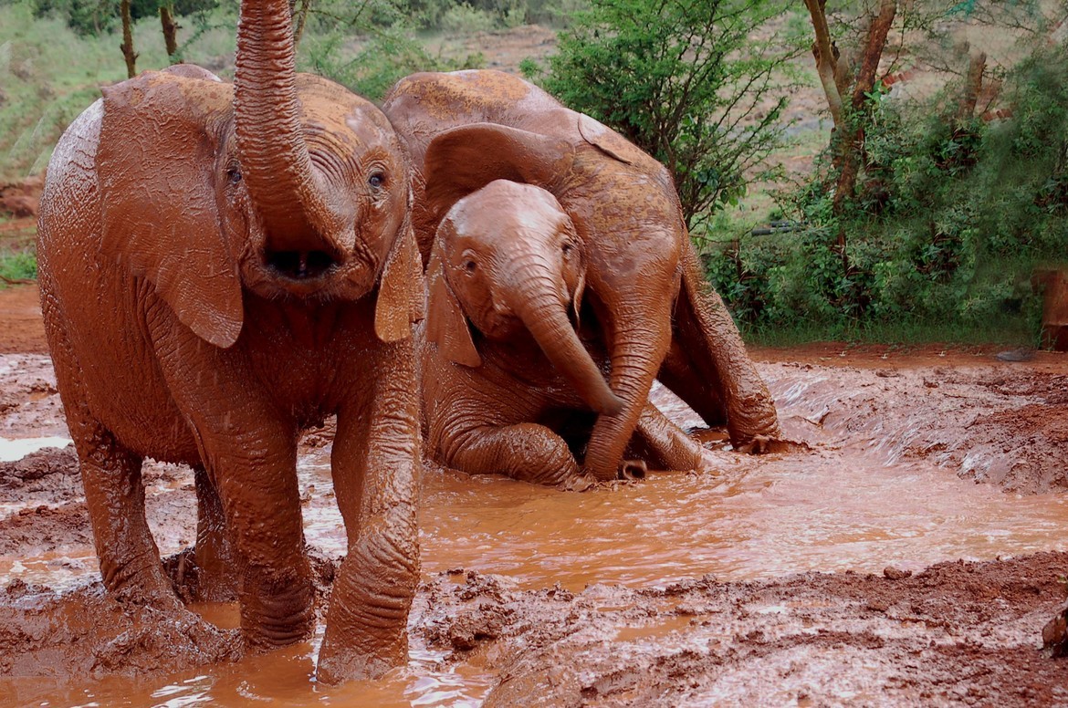 Elephants, Savanna, Kenya